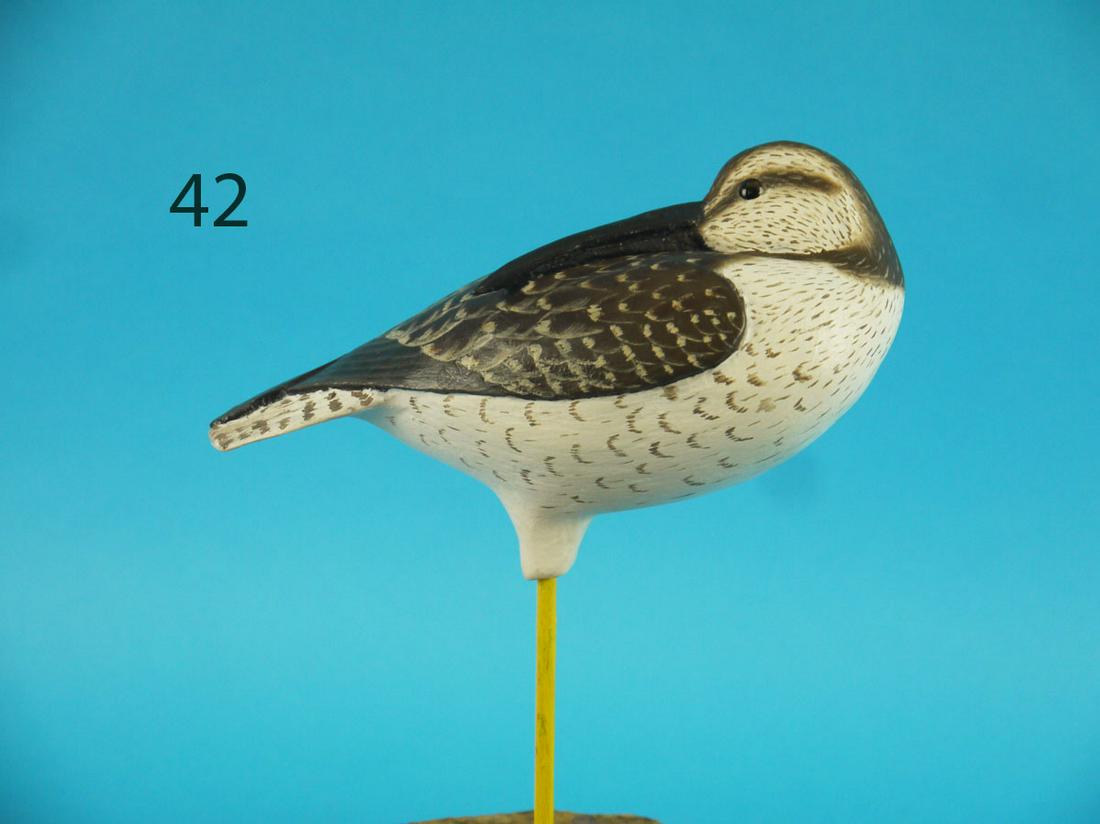 PREENING YELLOWLEG, R. SABATINI (1 of 3)