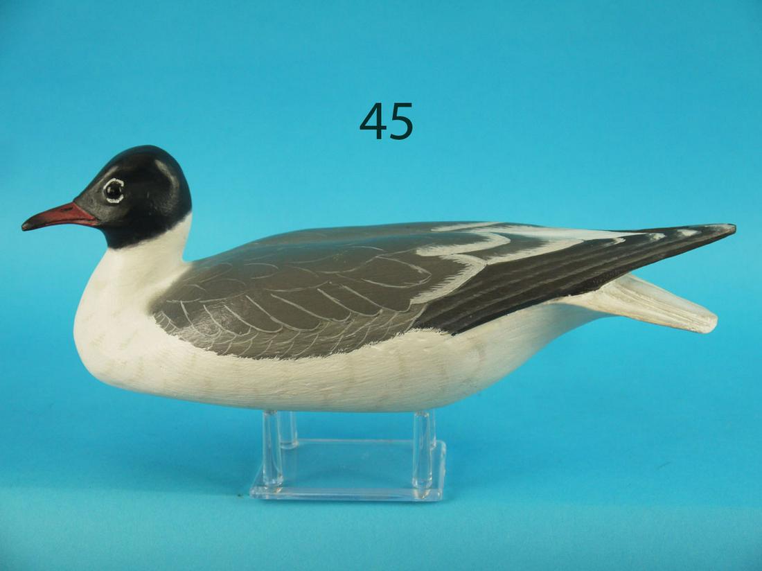 LAUGHING GULL, R. SABATINI (1 of 3)