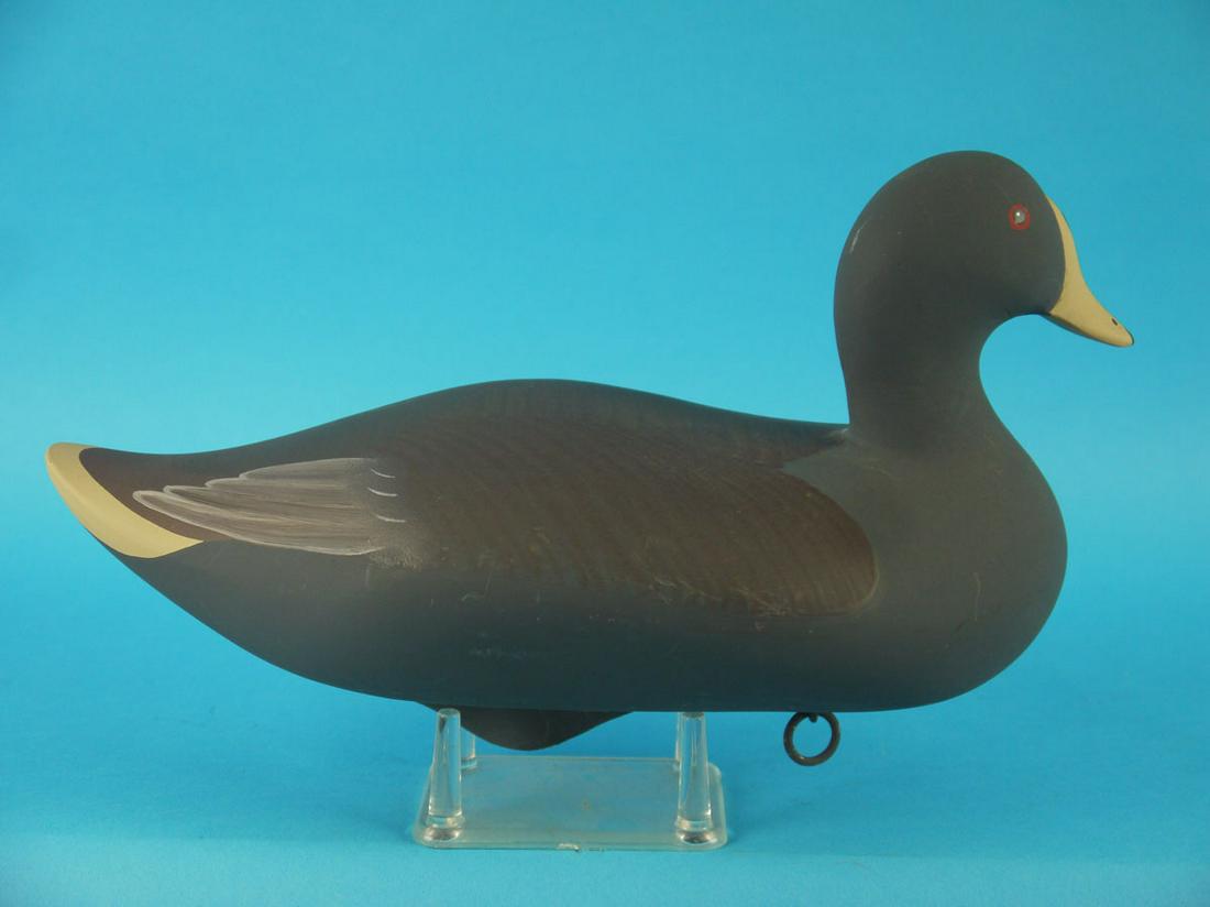 COOT, P. VINCENTI: COOT by Pat Vincenti, Havre de Grace, MD. Excellent original paint and condition. Detailed painted feather work to back. Head turned slightly left. Nice etched bill carving. Retains keel weight and ri