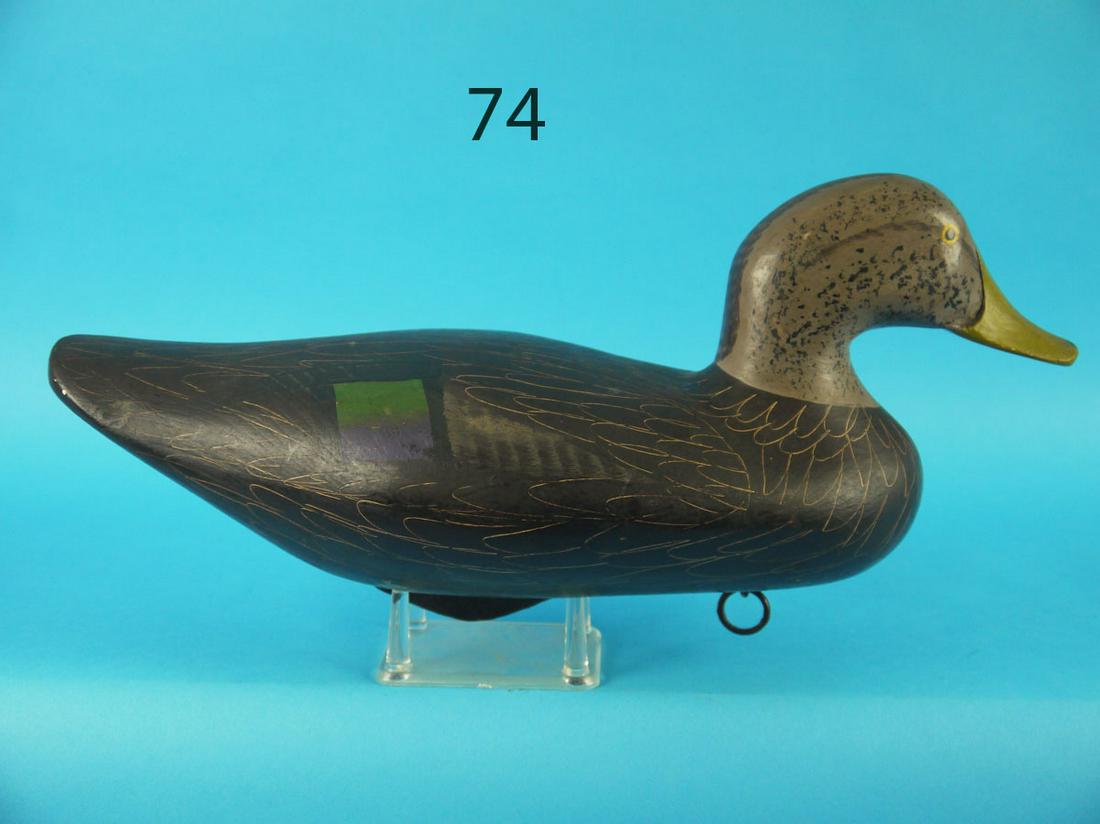BLACK DUCK, H. JOBES (1 of 3)
