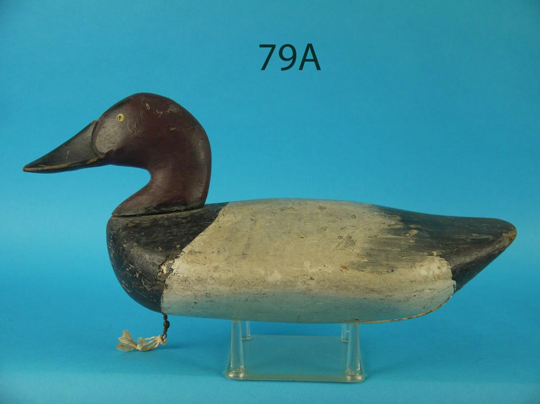 CANVASBACK DRAKE, C. FLETCHER (1 of 3)