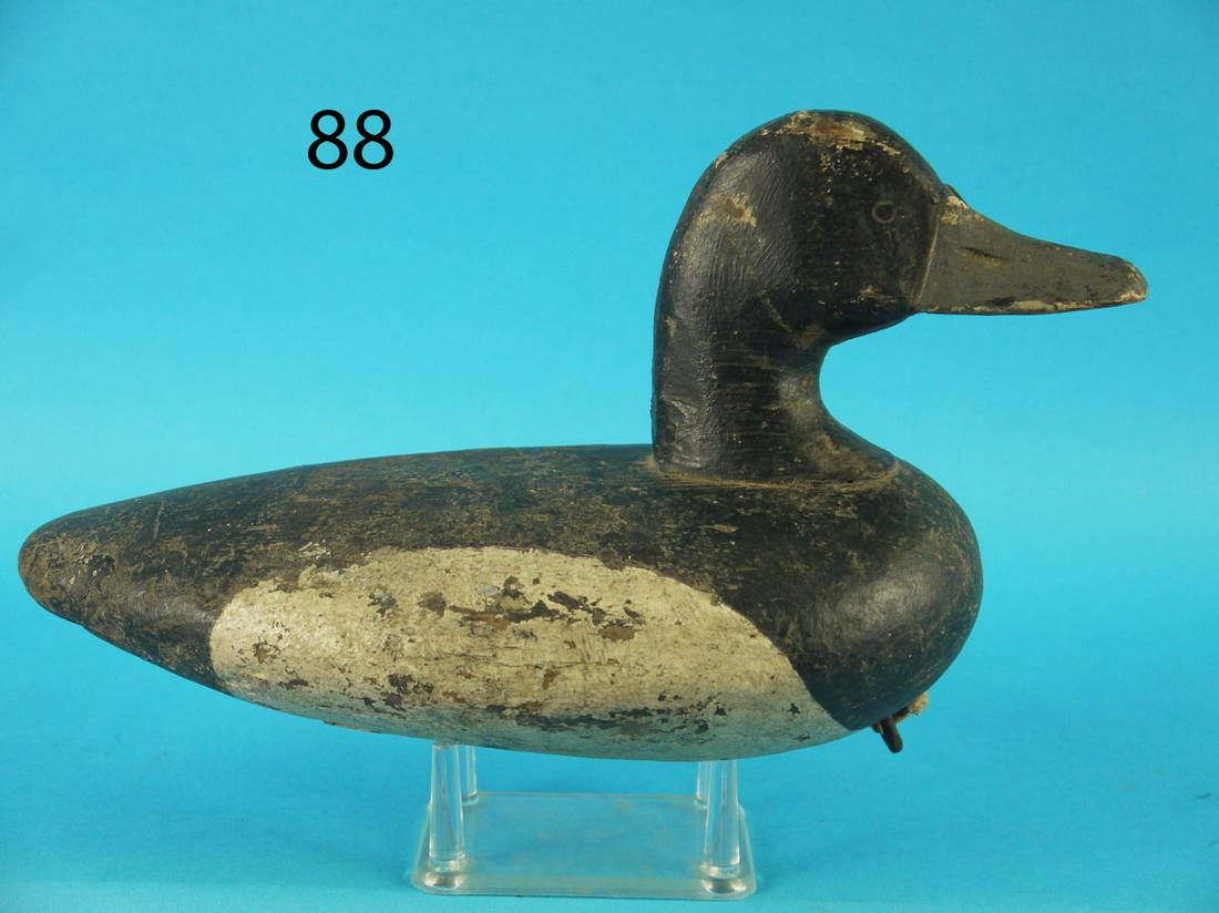 EARLY BLUE BILL DRAKE, UPPER BAY (1 of 3)