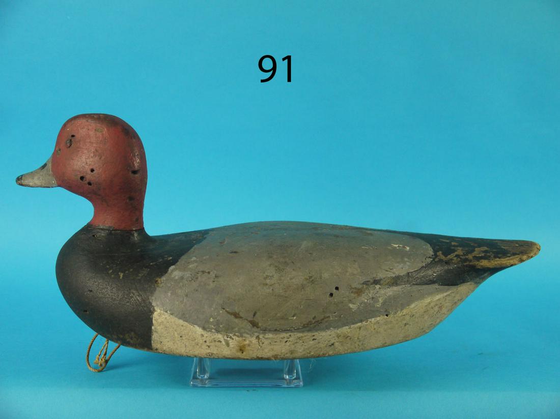 REDHEAD DRAKE, PROBABLY CRISFIELD, MD (1 of 3)