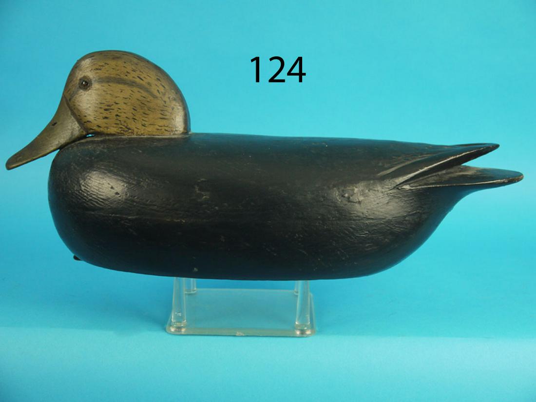 BLACK DUCK, DELAWARE RIVER (1 of 3)