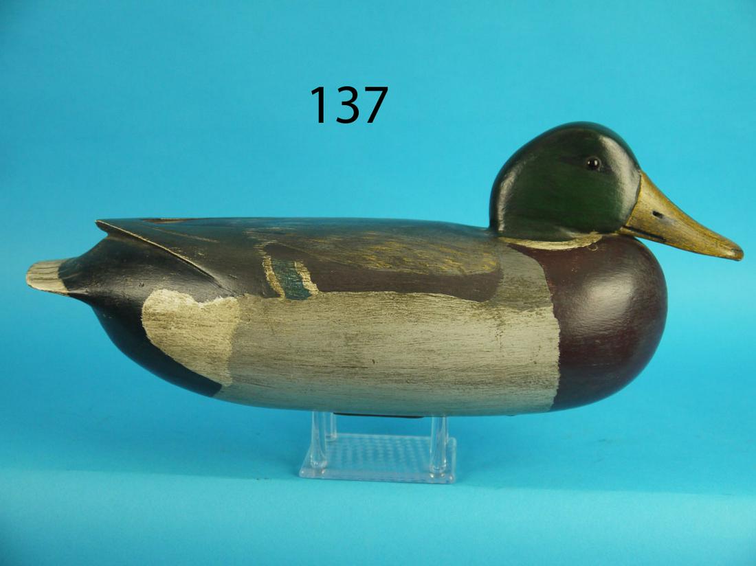 MALLARD DRAKE, L. MCLAUGHLIN (1 of 4)