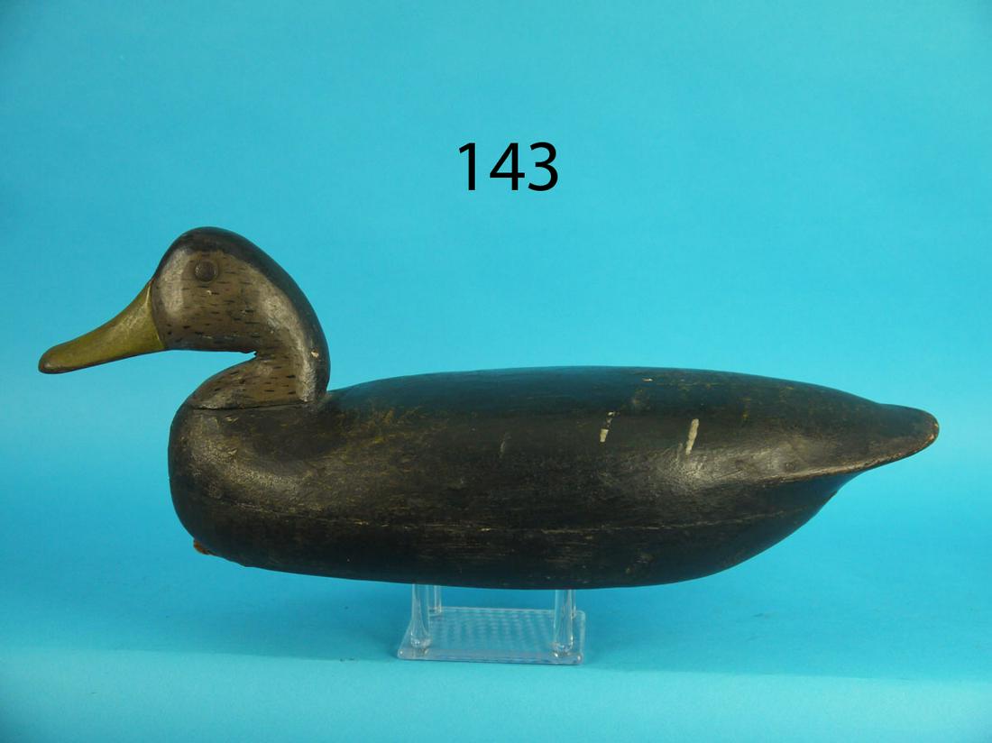 BLACK DUCK, B. BROWN (1 of 3)