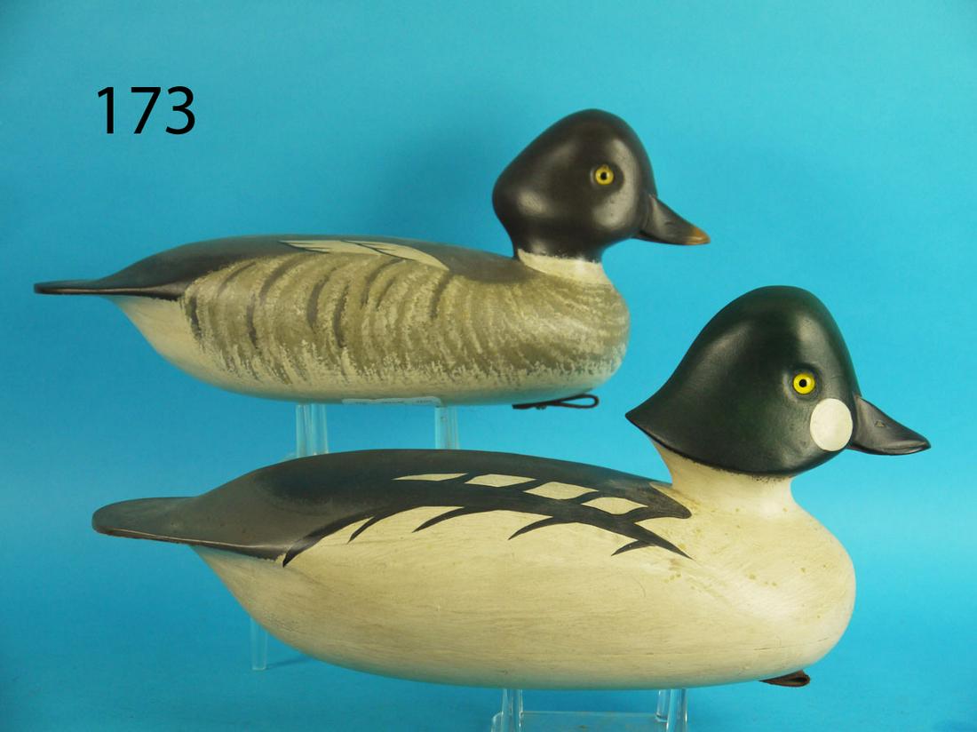 GOLDENEYE PAIR, J. HOLLOWAY (1 of 4)