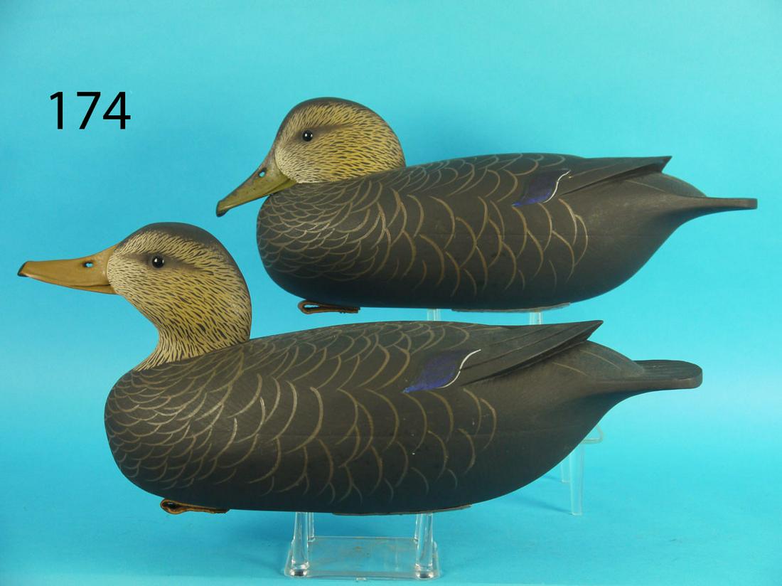 BLACK DUCK PAIR, J. HOLLOWAY (1 of 3)