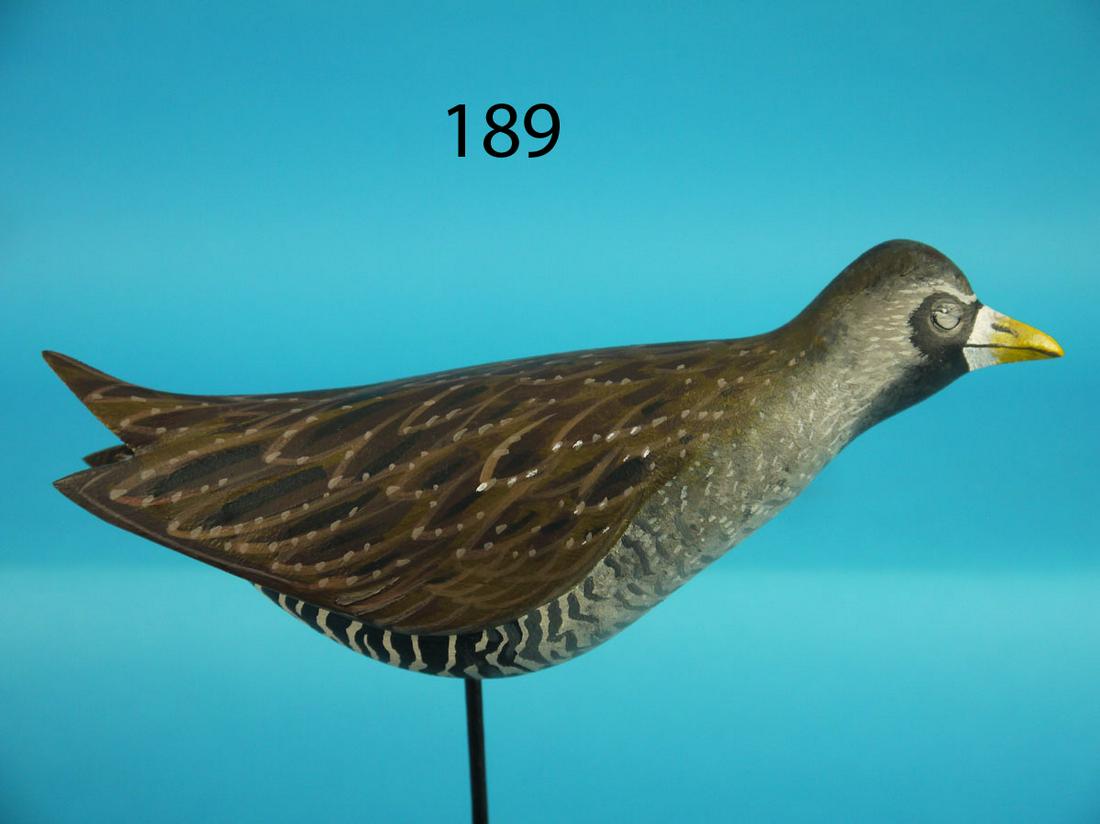 SORA RAIL, D. RHODES (1 of 2)