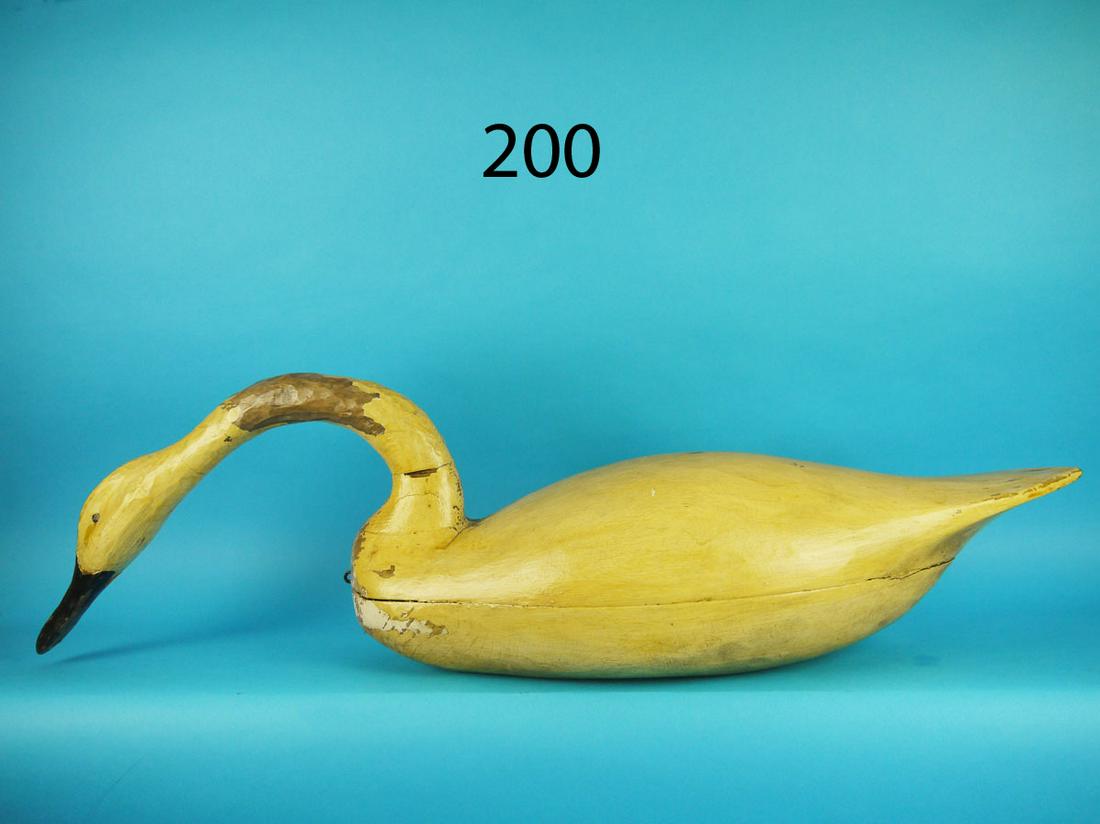 FEEDING SWAN, C. ALLSOPP (1 of 2)