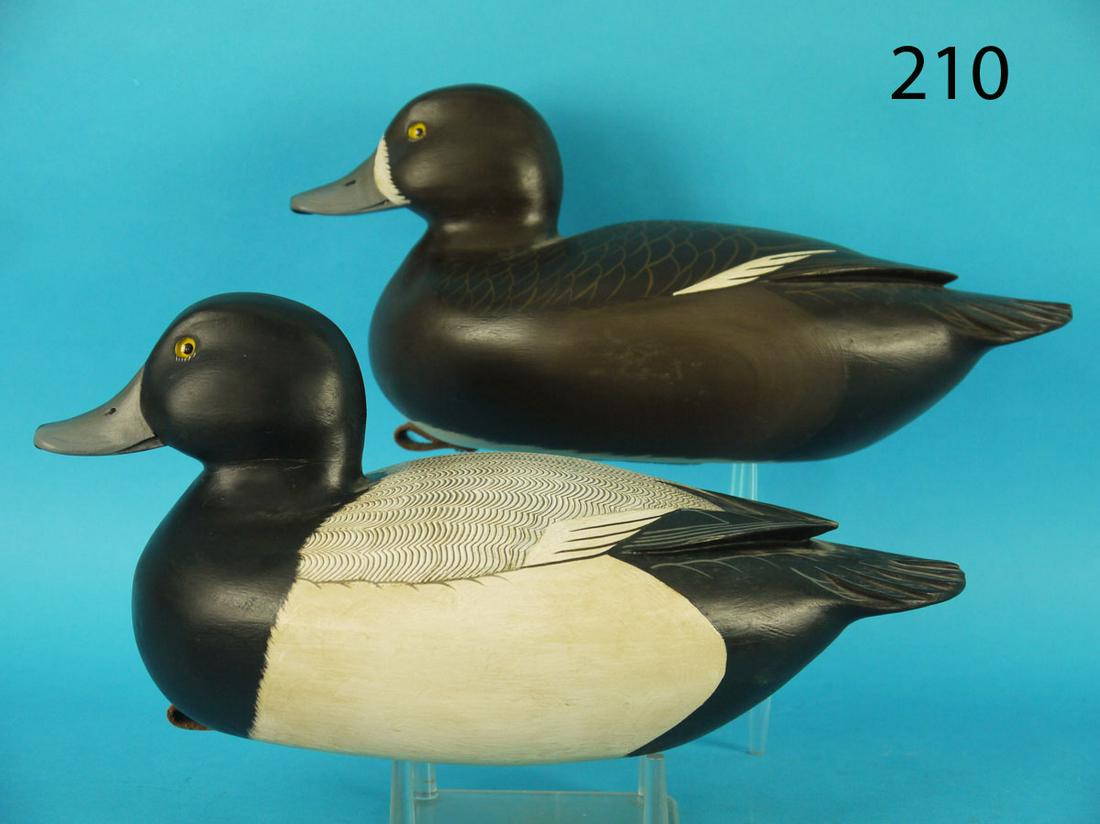 BROADBILL PAIR, C. FENNIMORE (1 of 3)