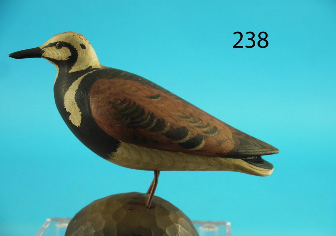 MINIATURE RUDDY TURNSTONE, G. STRUNK (1 of 1)