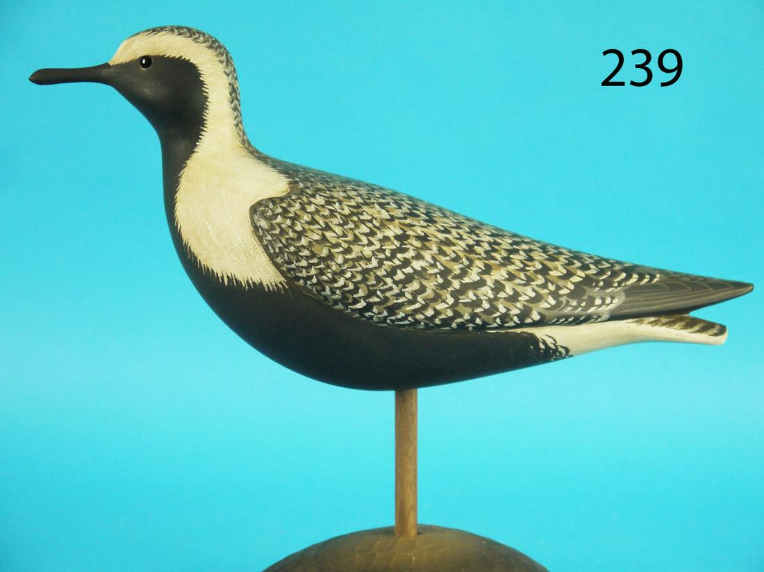 BLACK BREAST PLOVER, G. STRUNK (1 of 2)