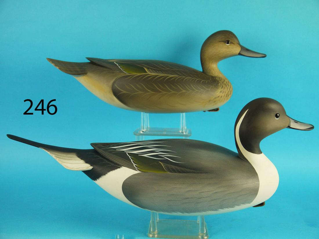 PINTAIL PAIR, G. STRUNK (1 of 4)