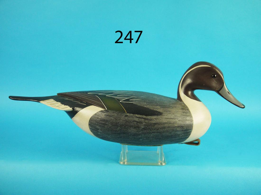 PINTAIL DRAKE, G. STRUNK (1 of 3)