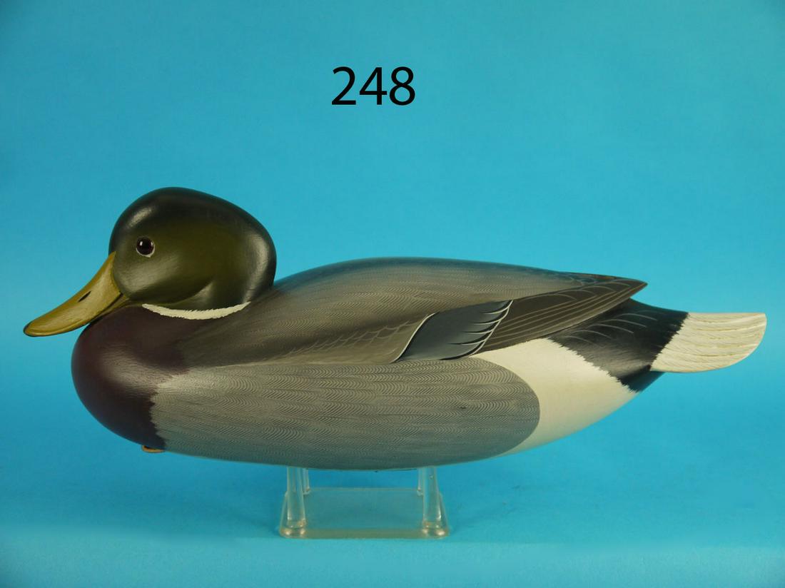 MALLARD DRAKE, G. STRUNK (1 of 3)