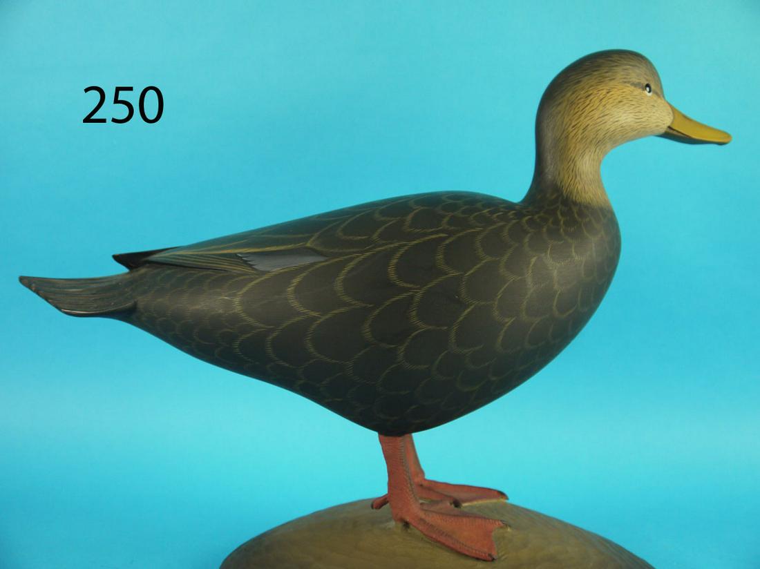 STANDING BLACK DUCK, G. STRUNK (1 of 4)