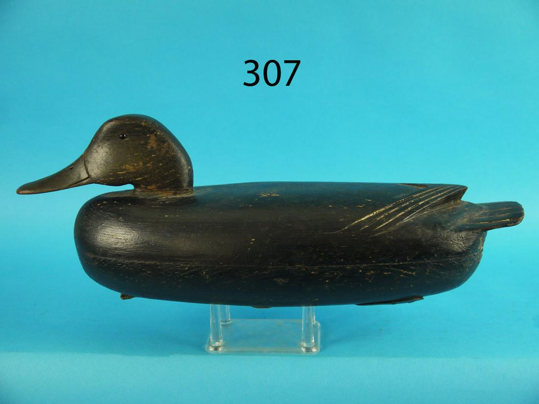 BLACK DUCK, DELAWARE RIVER (1 of 3)