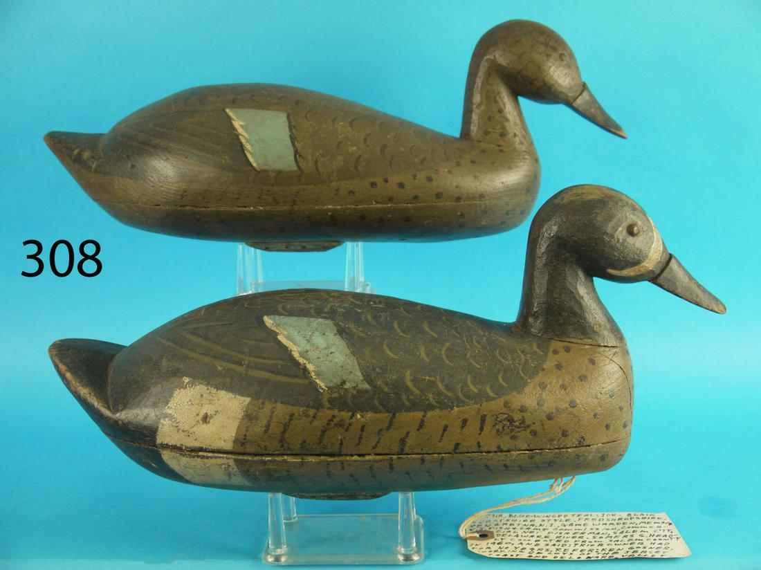 BLUE WING TEAL PAIR, F. SHROPSHIRES ATTRIB. (1 of 4)