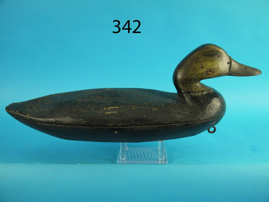 BLACK DUCK, NEW JERSEY (1 of 4)