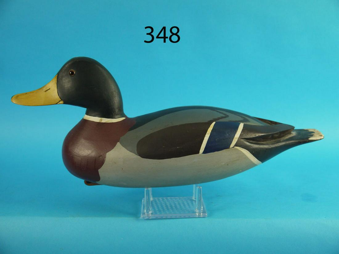 MALLARD DRAKE, J. EGELI (1 of 4)