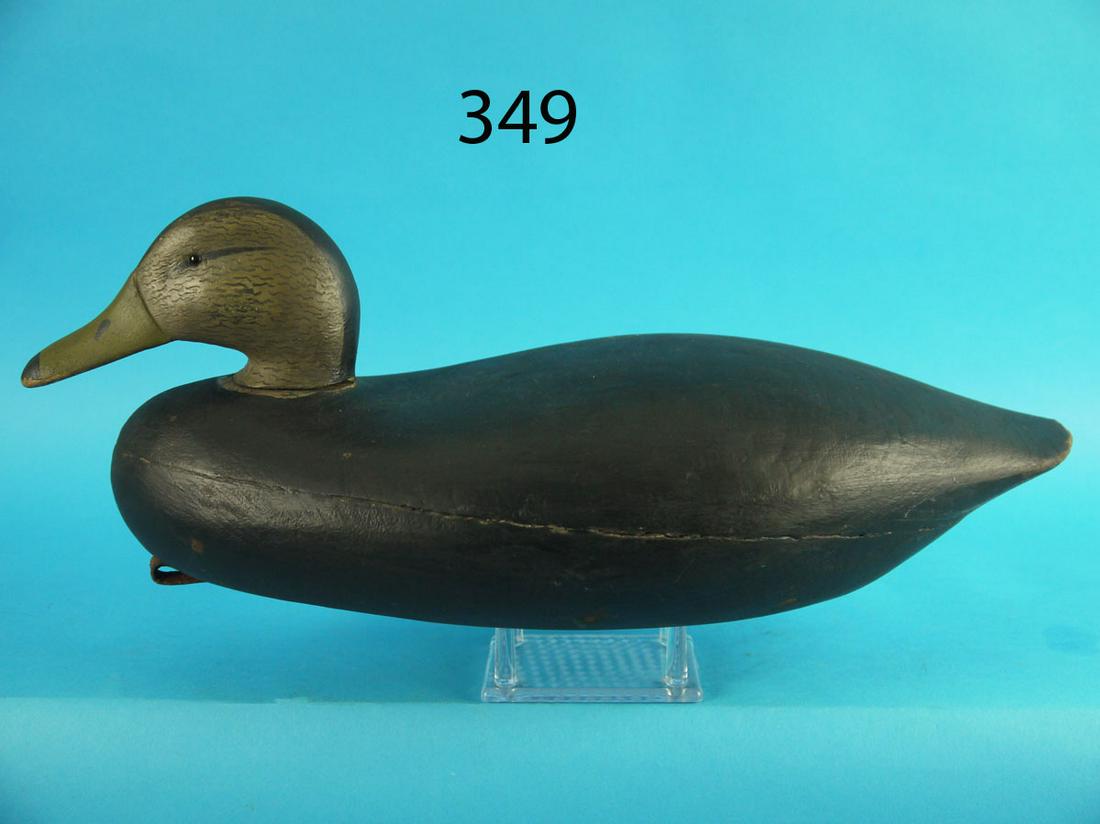 BLACK DUCK, NEW JERSEY (1 of 3)