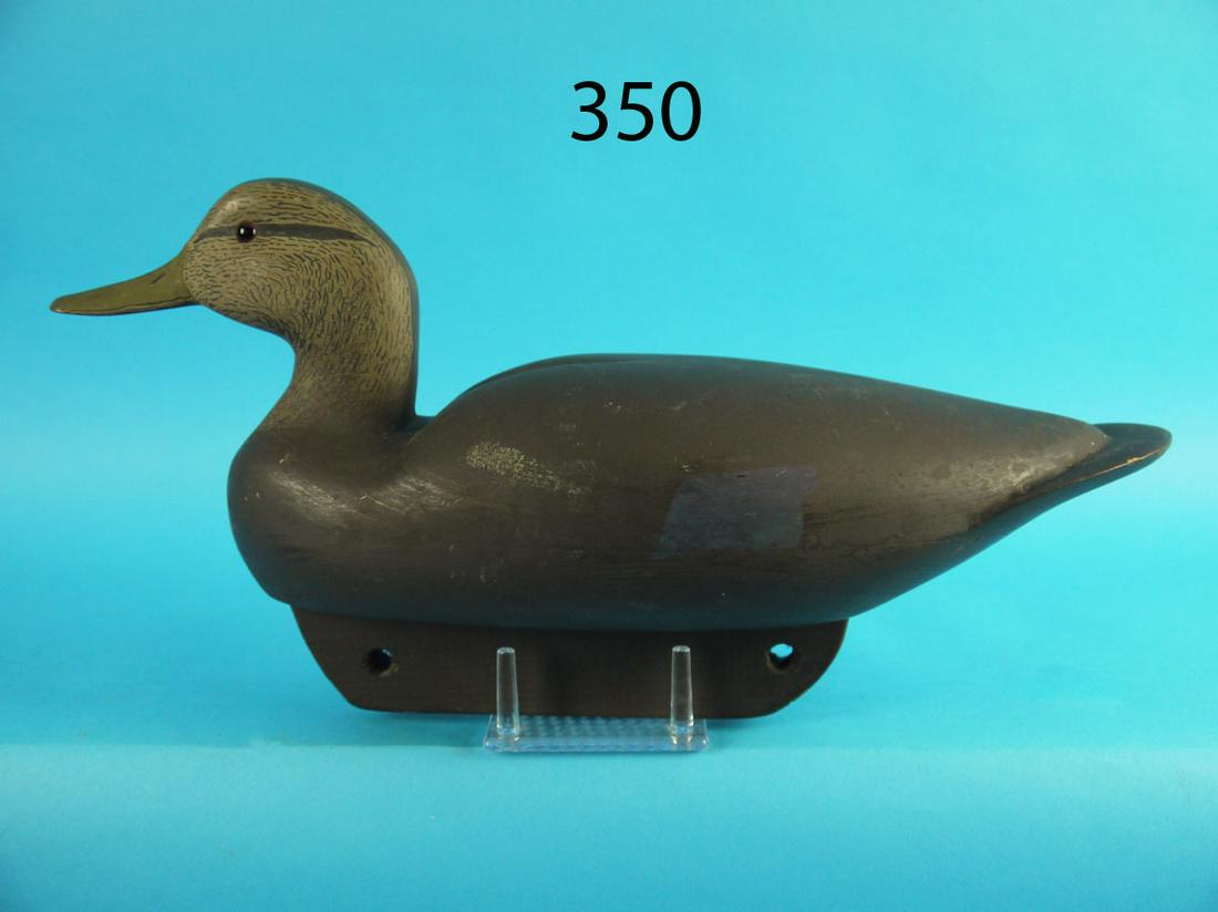 BLACK DUCK, DAN D.: BLACK DUCK carved in the Barnegat Bay style. Original paint showing some scuffs. Some minor sap bleed to breast. Hollow construction. Nice feather paint ticking to head. Ice groove carving to back and