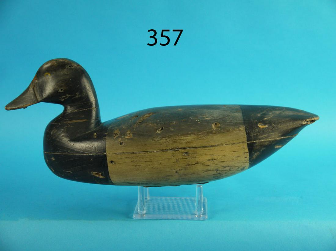 BLUE BILL DRAKE, C. PREDMORE (1 of 3)