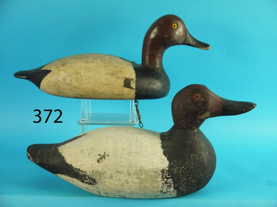 TWO CANVASBACK DRAKES, RESTORED CONDITION (1 of 4)