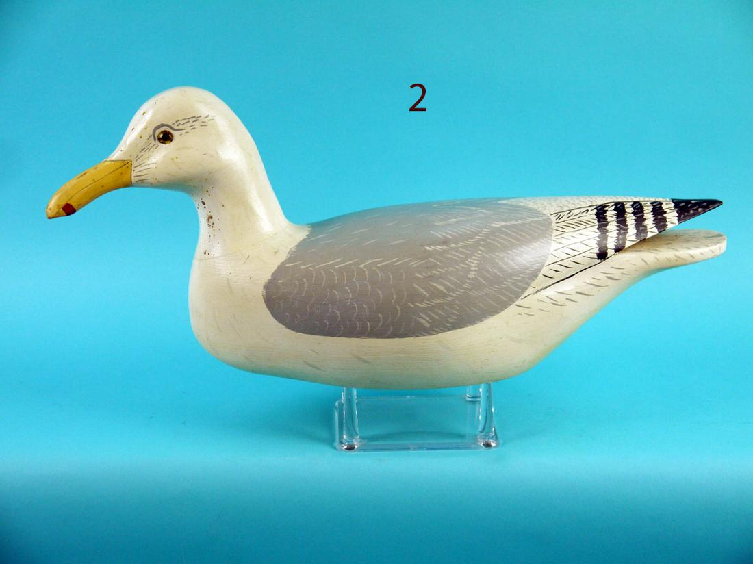 HERRING GULL, WILDFOWLER (1 of 4)