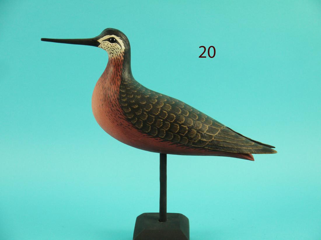 DOWITCHER, L. REINERI (1 of 2)