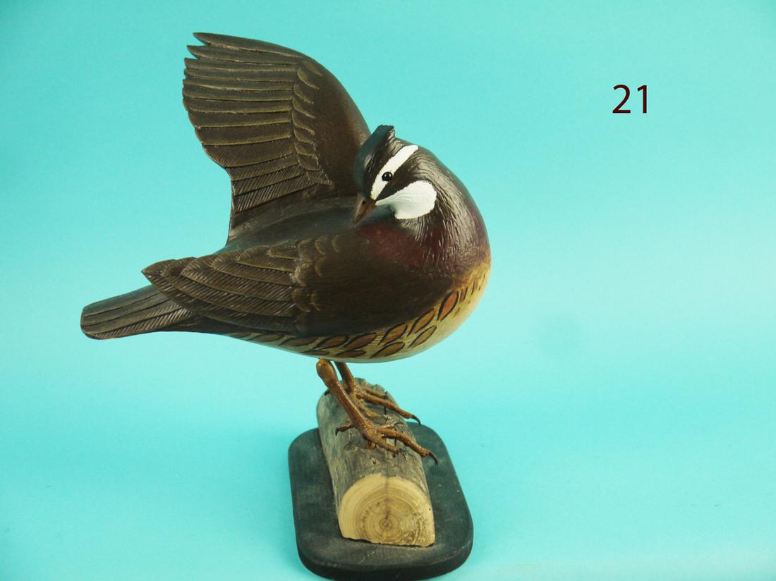 PREENING QUAIL, L. REINERI (1 of 2)