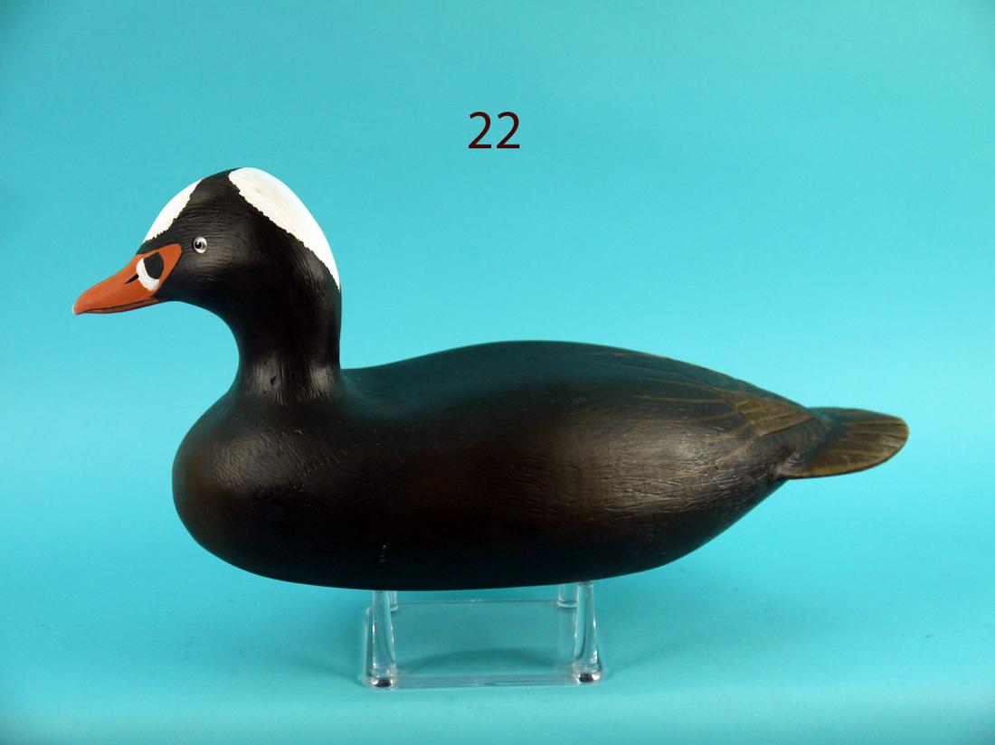 SURF SCOTER, L. REINERI (1 of 4)