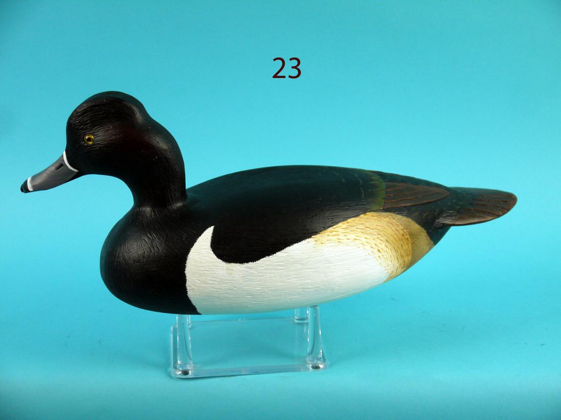 RING NECK DRAKE, L. REINERI (1 of 4)