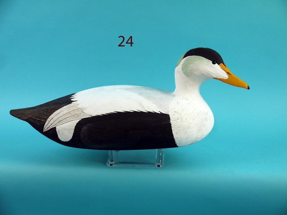 COMMON EIDER, L. REINERI (1 of 4)