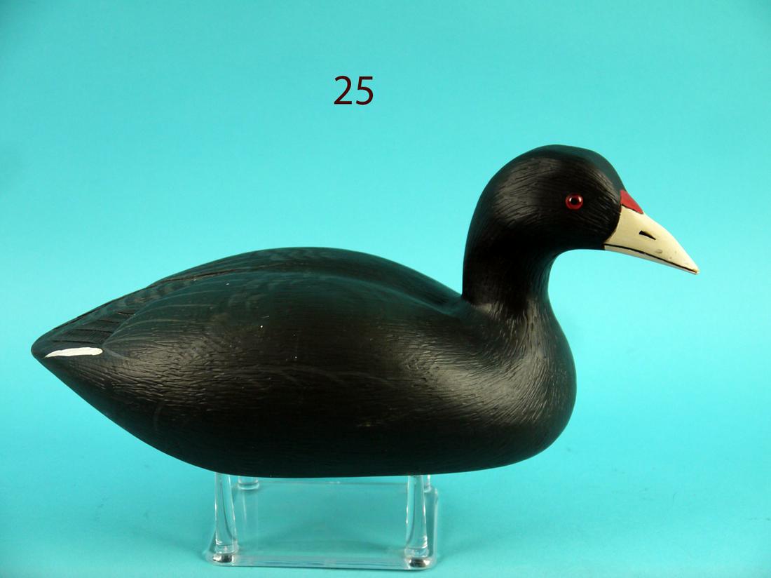 COOT, L. REINERI (1 of 4)