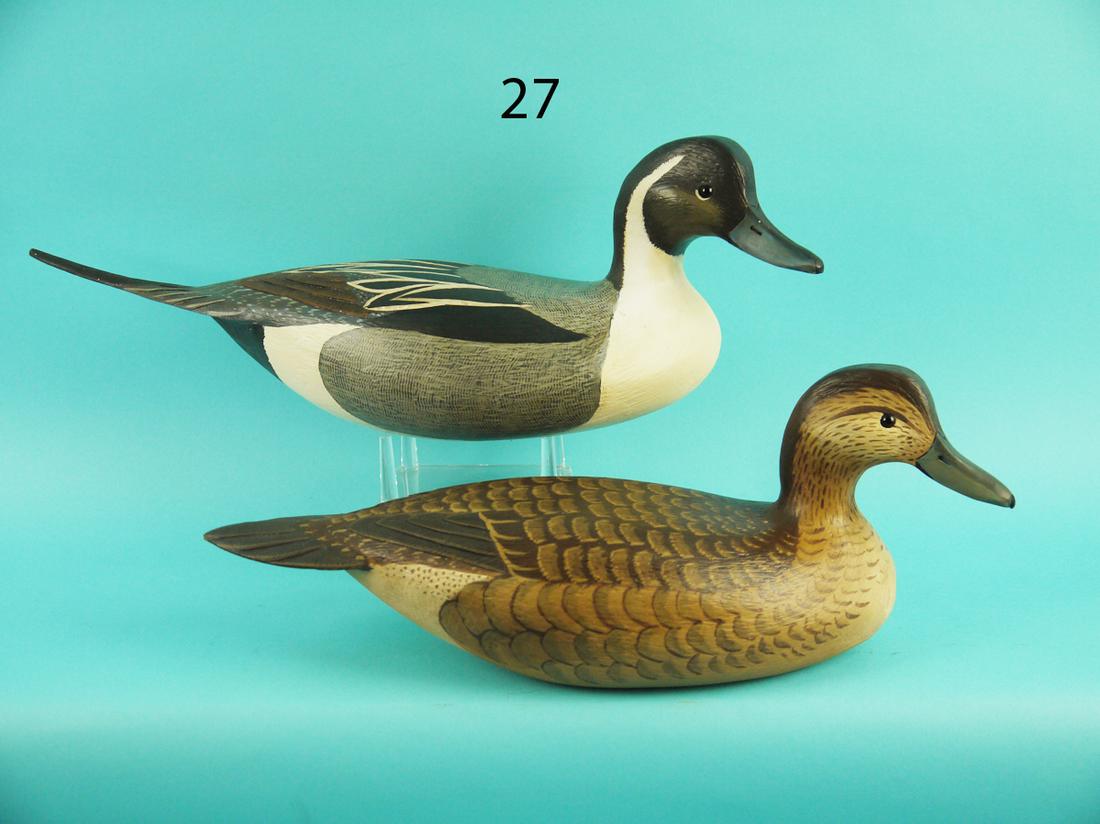 PINTAIL PAIR, L. REINERI (1 of 4)