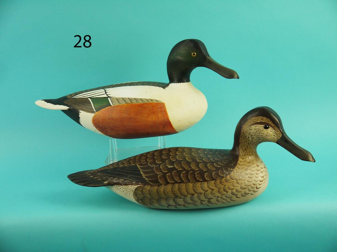 SHOVELLER PAIR, L. REINERI (1 of 4)