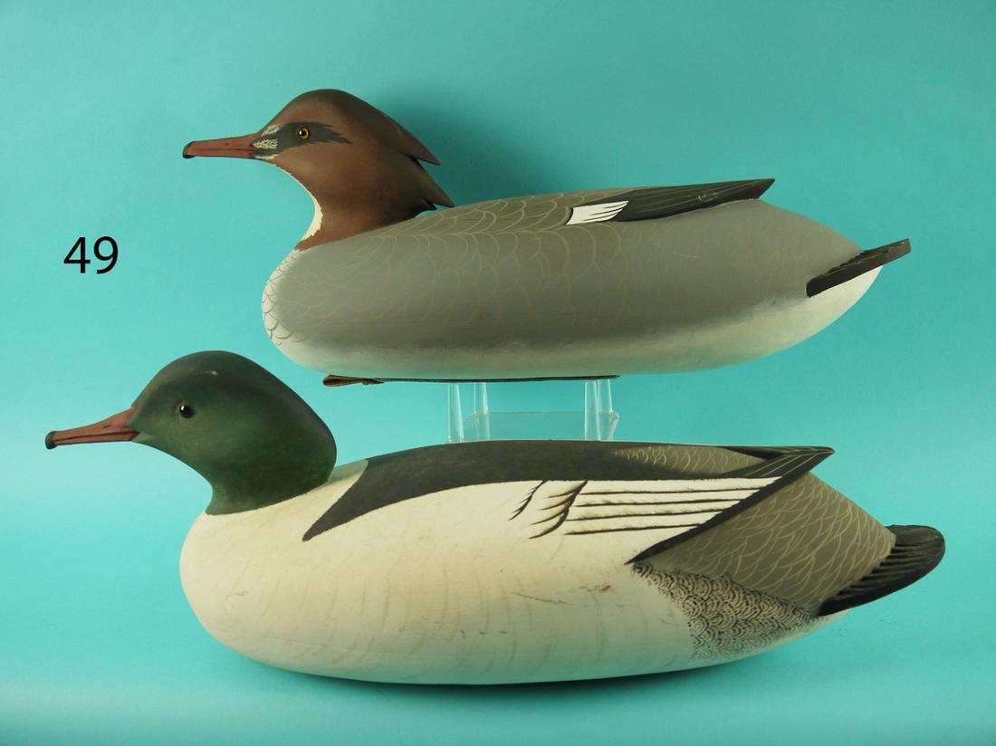 MERGANSER PAIR, J. HOLLOWAY (1 of 4)