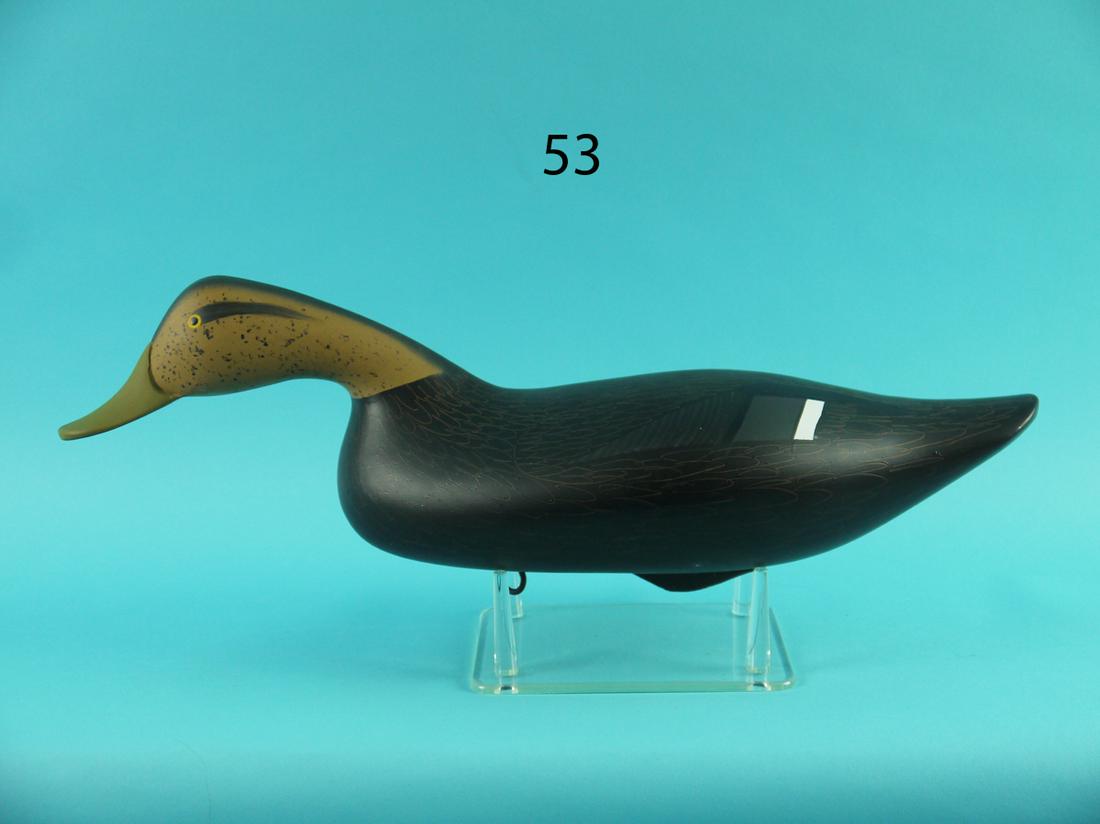 SWIMMING BLACK DUCK, P. VINCENTI (1 of 4)