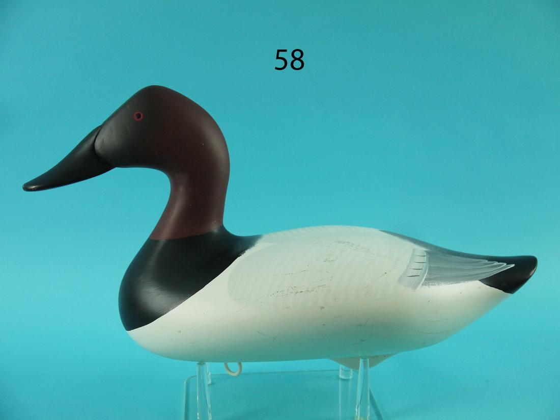 CANVASBACK DRAKE, P. VINCENTI (1 of 4)