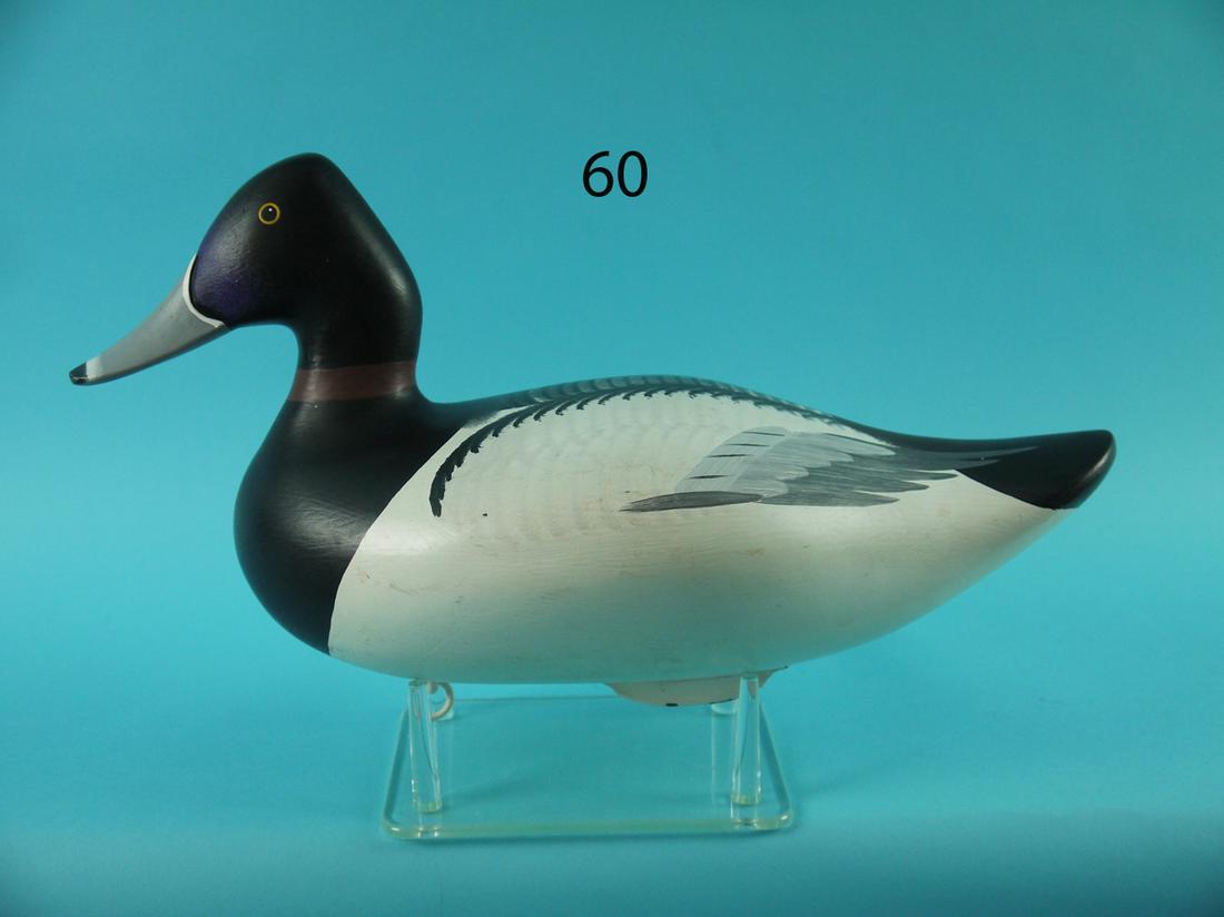 RINGNECK DRAKE, J. JOBES (1 of 4)