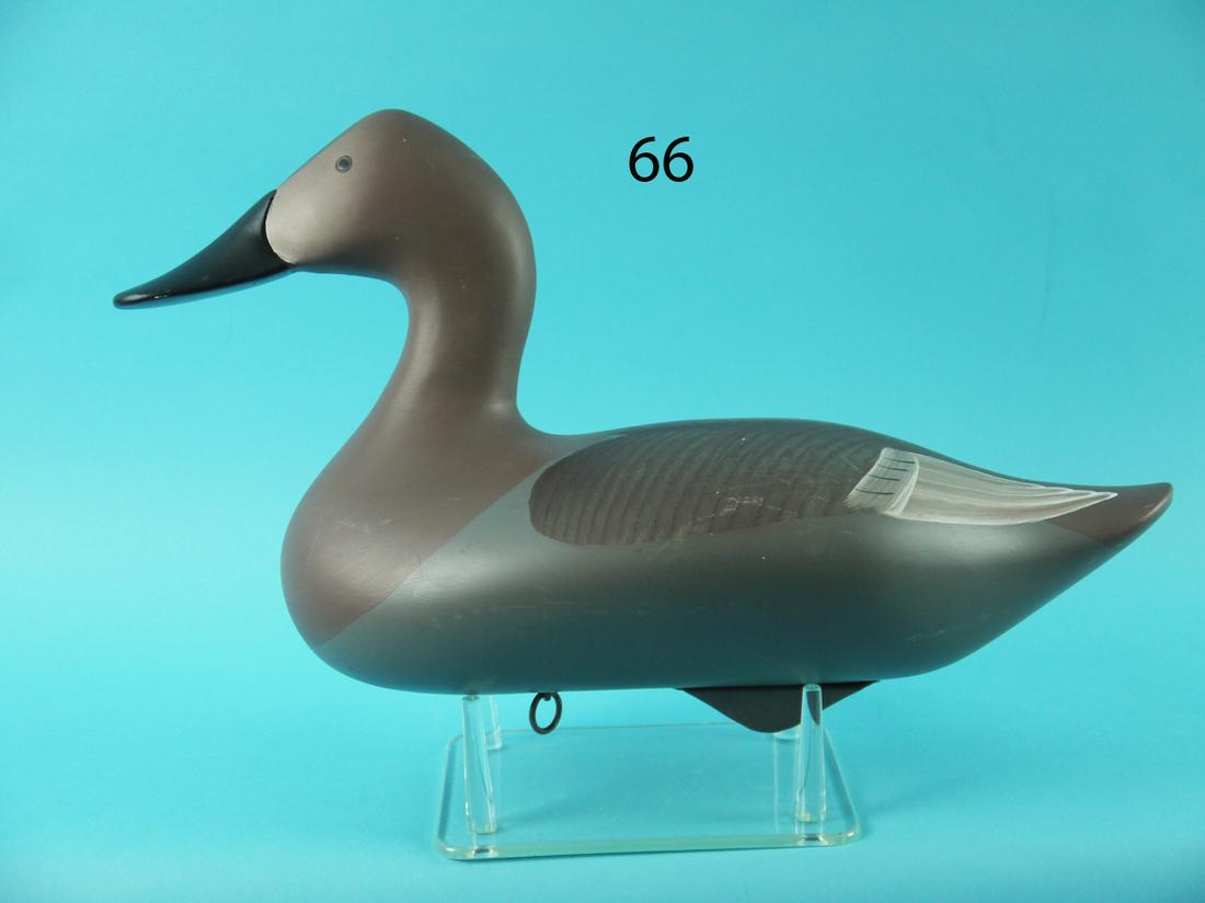CANVASBACK HEN, P. VINCENTI (1 of 4)