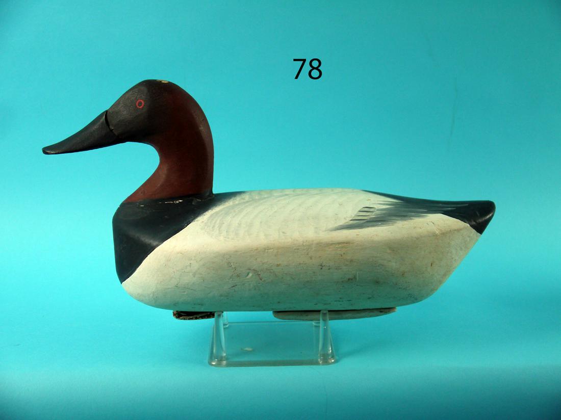 CANVASBACK DRAKE, UPPER BAY (1 of 4)