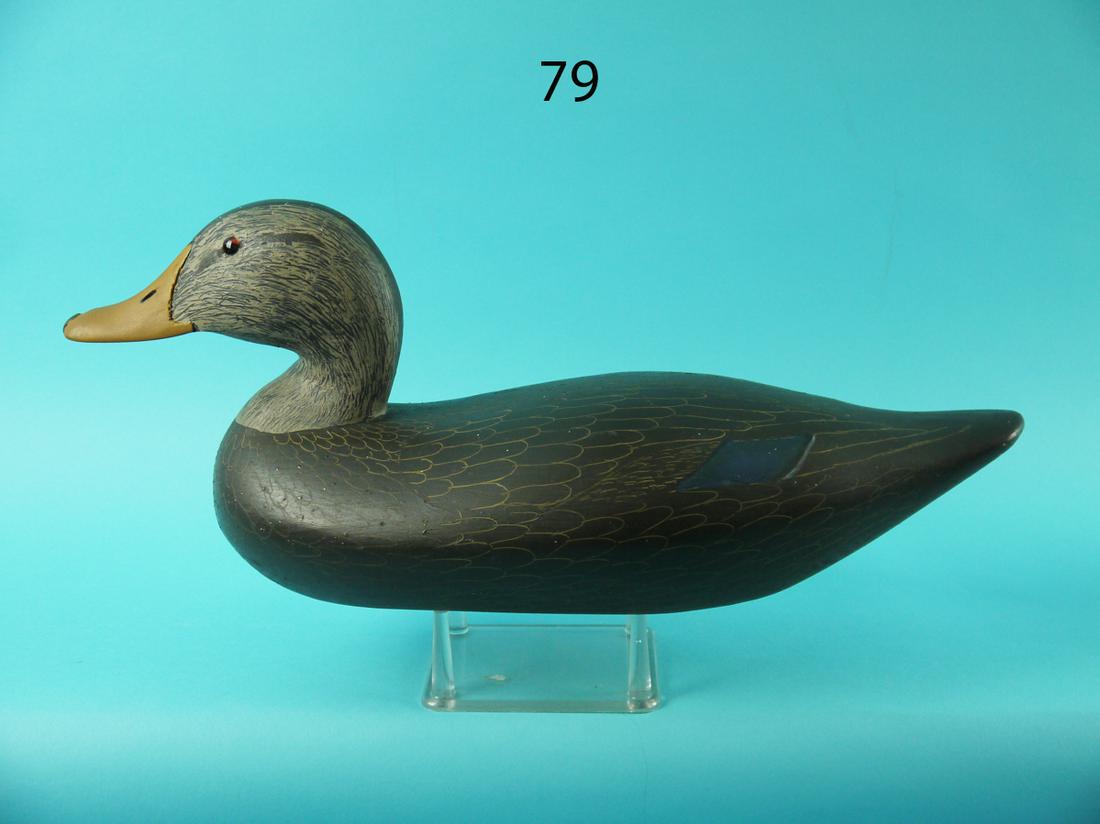 BLACK DUCK, C. BORDEN (1 of 4)