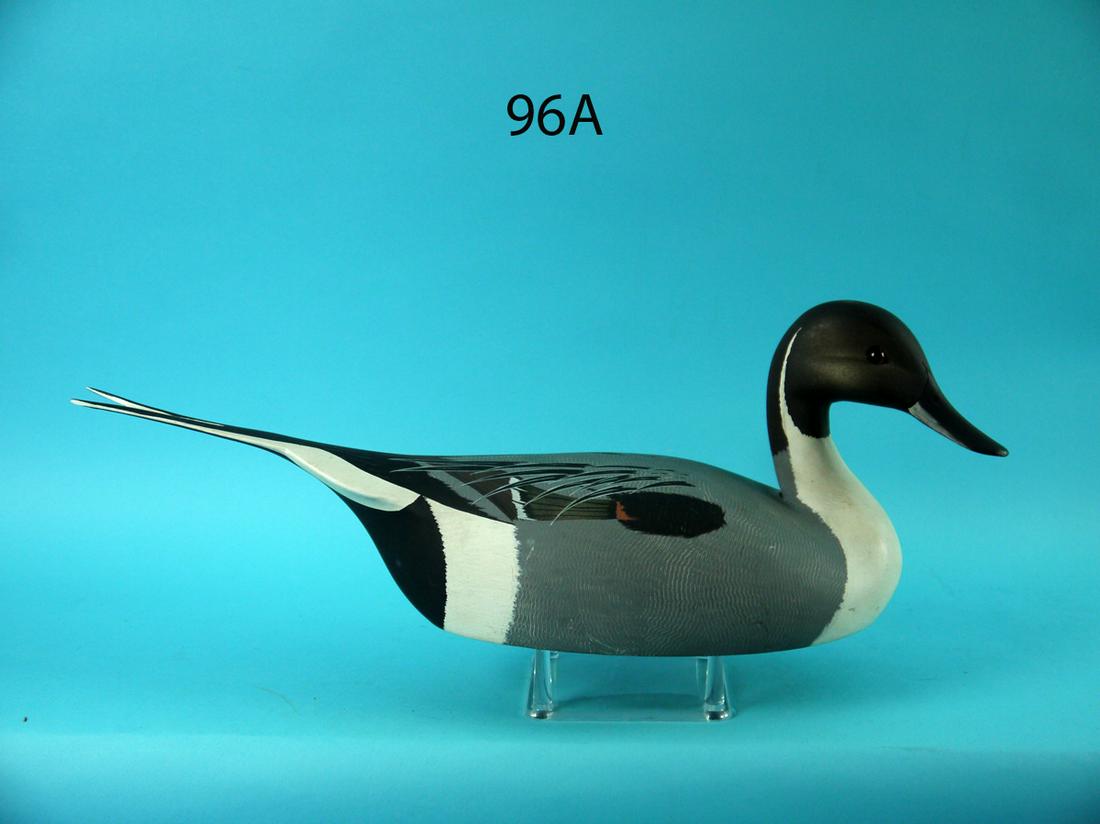 PINTAIL DRAKE, K. HARRIS (1 of 4)