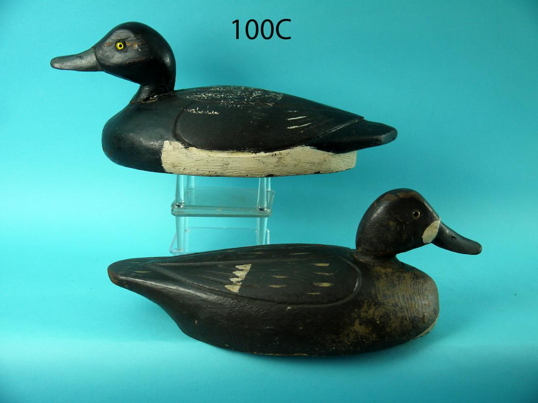 BROADBILL PAIR, QUEBEC (1 of 4)