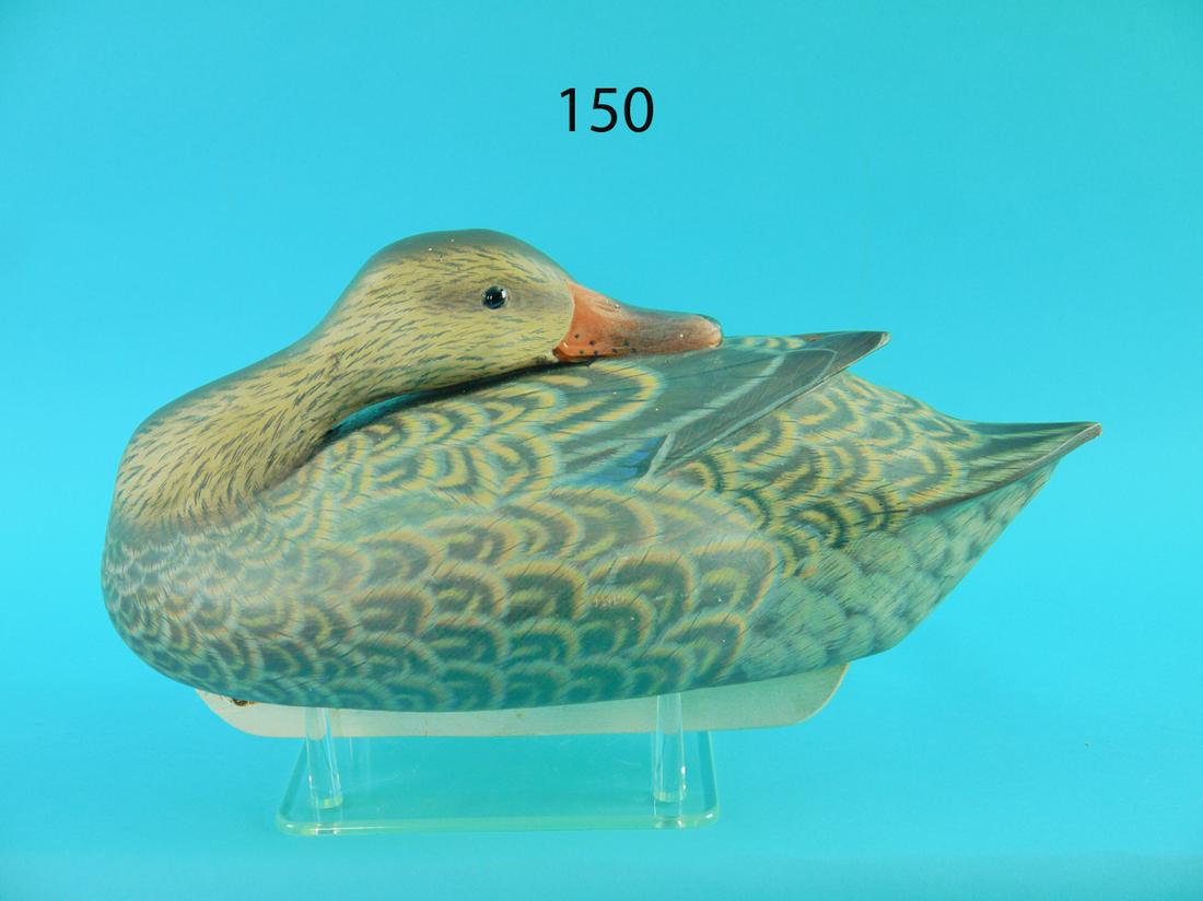 PREENING BLACK DUCK, J. MAY (1 of 4)