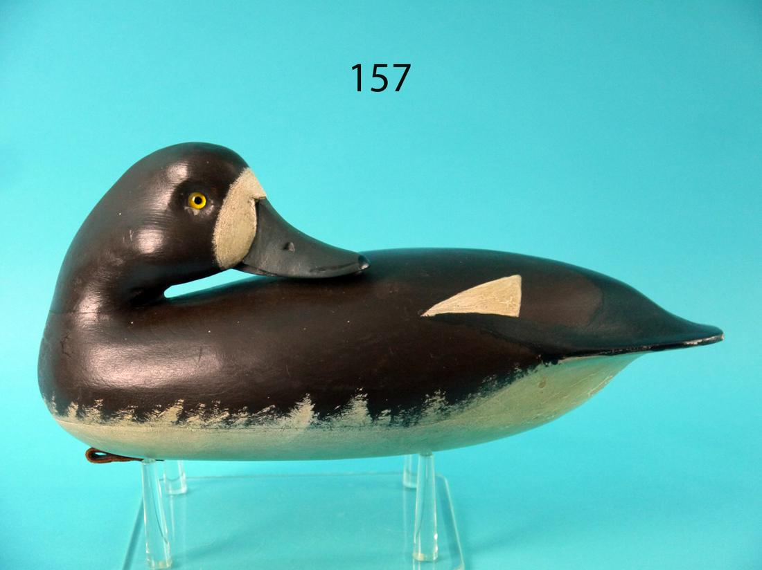 PREENING BLUEBILL, J. HOLLOWAY (1 of 4)