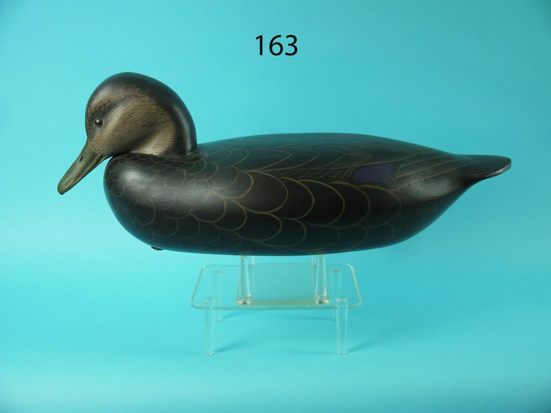 BLACK DUCK, G. COOKE (1 of 4)